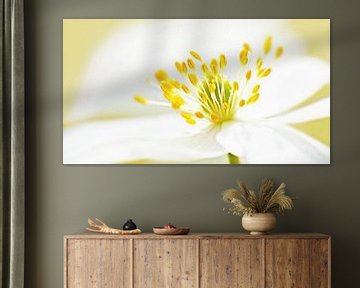 Forest Anemone (White Forest Anemone) by Caroline Lichthart