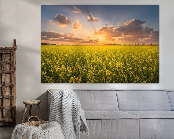 Rape seed field with sunset in the polder | Landscape photography in Flevoland