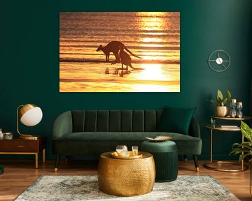 kangoeroe op strand bij zonsopgang, mackay, noord-kweensland, australiëakangoeroe op strand bij zons van Frank Fichtmüller