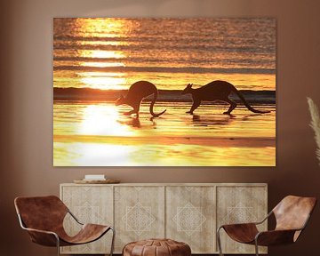 kangoeroe op strand bij zonsopgang, mackay, noord queenland, australië van Frank Fichtmüller