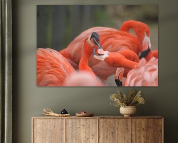Flamingo's von David Klumperman