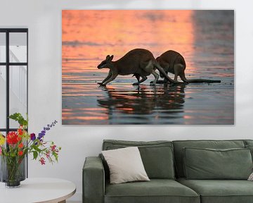 kangaroo on beach at sunrise, mackay, north queensland, australia