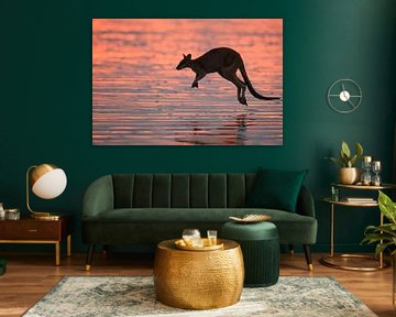kangaroo on beach at sunrise, mackay, north queensland, australia von Frank Fichtmüller