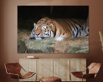 Luierende tijger
