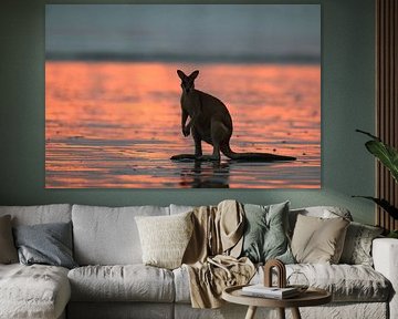 kangourou sur la plage au lever du soleil, mackay, queensland du nord, australie
