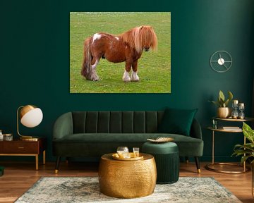 Pony van Theo van der Meer