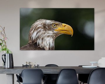 Close-up bald eagle by John Stijnman