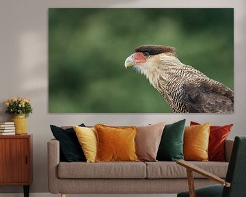 Close-up roofvogel Noordelijke Kuifcaracara