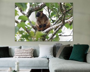 A Lumholtz's tree-kangaroo (Dendrolagus lumholtzi) Queensland, Australia by Frank Fichtmüller