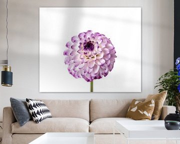 paarse dahlia van Wunderlust fotografie