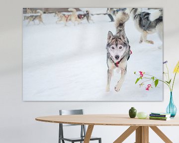 Huskey joue avant d'être autorisée à courir. sur Kevin Pluk