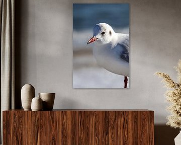 Portrait of a seagull #2 by Ankerplatz Nordost
