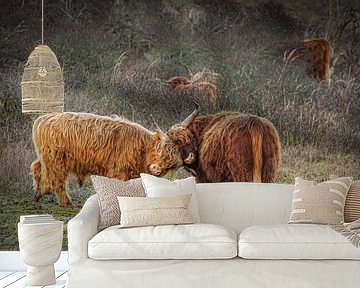 Stoeiende jonge schotse hooglanders van Dirk van Egmond