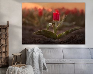 Rode tulp tijdens zonsopkomst | Natuurfotografie in Flevoland van Marijn Alons