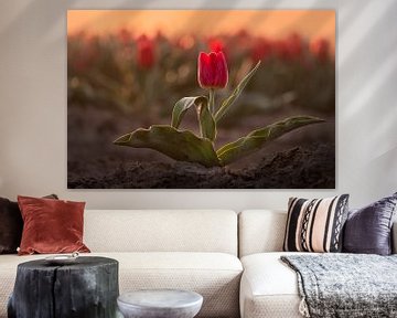 Rote Tulpe bei Sonnenaufgang | Naturfotografie in Flevoland von Marijn Alons