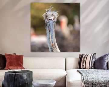 Portrait of a pelican by Jolanda Aalbers