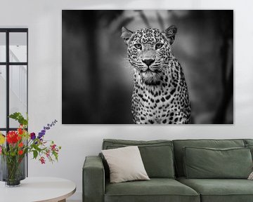 portrait of a leopard in black and white