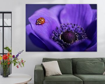 Eyecatcher: Lieveheersbeestje op een paarse anemoon van Marjolijn van den Berg
