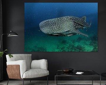Whale Shark by Casper Douma