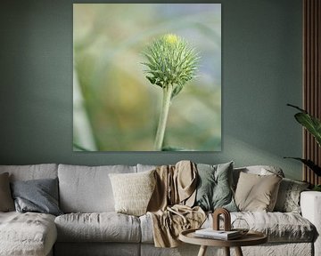 Chardon de la Méditerranée