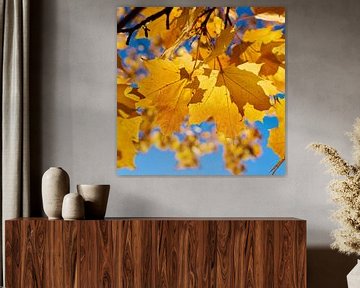 Blätter eines Spitzahorn mit leuchtend gelber Herbstfärbung