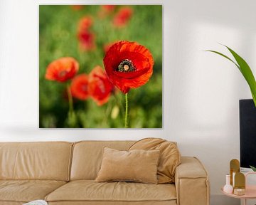 rot blühender Klatschmohn auf einer Blumenwiese im Sommer