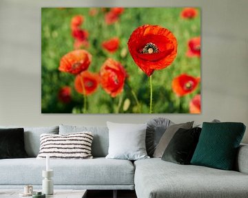 rot blühender Klatschmohn auf einer Blumenwiese im Sommer