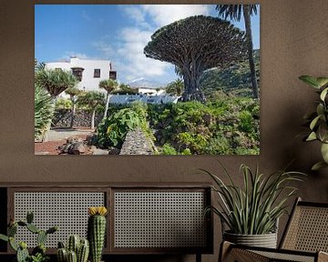 Dragon tree on Tenerife by Helga Kuiper