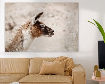 Portrait of llama by Studio Seeker