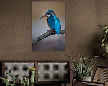 Kingfisher - In shades of brown by Kingfisher.photo - Corné van Oosterhout