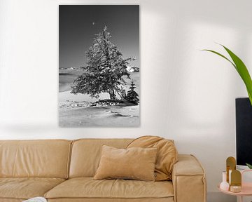 Schwarz-weiß Nadelbaum mit frischem Schnee im Winter und Mond von Daniel Pahmeier