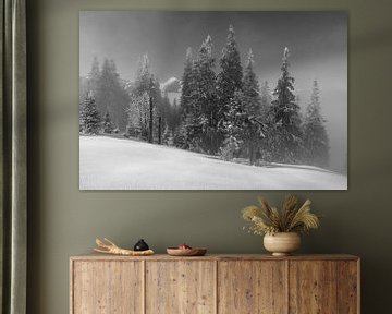 Schwarz-weiß Tannen im Nebel bei frischem Schnee im Tannheimer Tal auf dem Schönkahler von Daniel Pahmeier