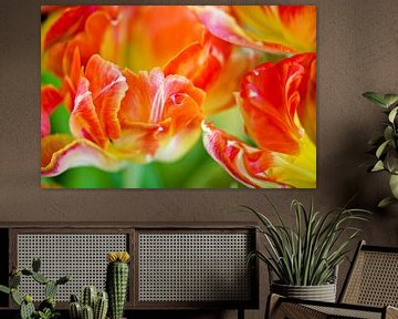 orange tulips by Jessica Berendsen