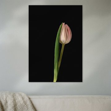 Moyze - Roze Tulp - schilderij