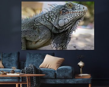 iguana on the beach of playa porto marie by Frans Versteden