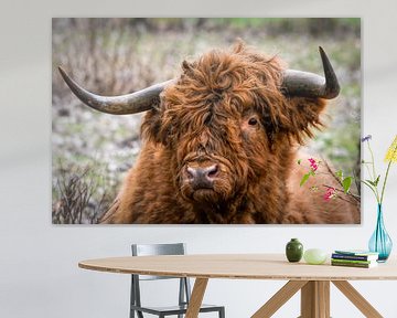 Portret Schotse Hooglander stier van Marjolein van Middelkoop