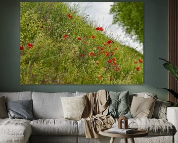 Pente de coquelicots rouges et de phacélie pourpre sur Jolanda de Jong-Jansen