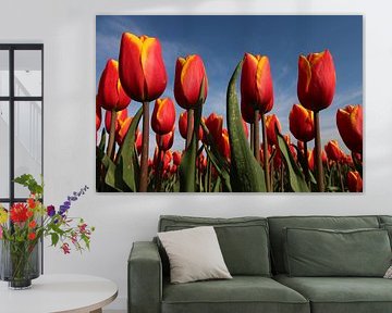 Tulipes