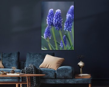 Mooie Blauwe Muscari Bloemen van Imladris Images