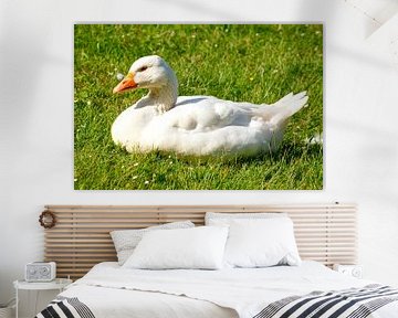 White goose sitting on a meadow, Germany