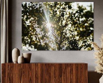 Sun shining through the trees