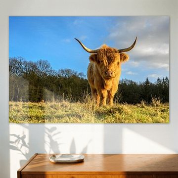 Schottischer Highlander auf dem Veluwezoom