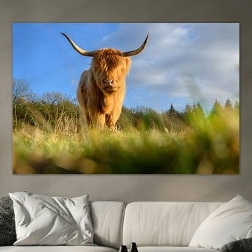 Schottischer Highlander auf dem Veluwezoom III