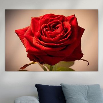 Close-up photo of a beautiful red rose.