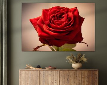 Close-up foto van een mooie rode roos. van Rick van de Kraats
