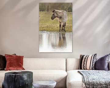 Wild Konik paard in de Oostvaardersplassen natuurreservaat van Sjoerd van der Wal Fotografie