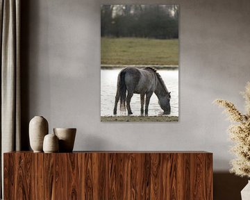 Wild Konik paard in de Oostvaardersplassen natuurreservaat van Sjoerd van der Wal Fotografie