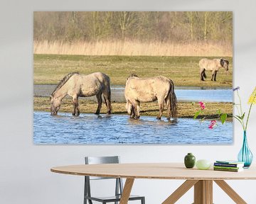 Groupe de chevaux sauvages Konik dans la réserve naturelle d'Oostvaardersplassen. sur Sjoerd van der Wal Photographie