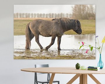 Cheval sauvage Konik dans la réserve naturelle d'Oostvaardersplassen. sur Sjoerd van der Wal Photographie