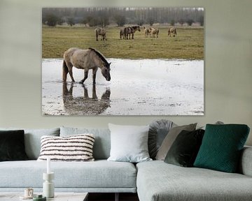 Wildes Konik-Pferd im Naturschutzgebiet Oostvaardersplassen von Sjoerd van der Wal Fotografie
